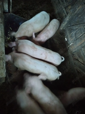 de vânzare porci  - imagine 2