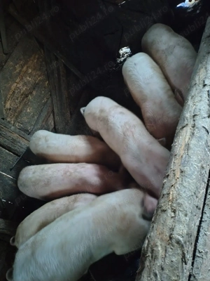 de vânzare porci  - imagine 4