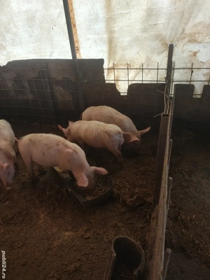 Vând purcei în vârstă de 3 luni 