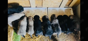 Catei disponibili ciobanesc corb - imagine 3