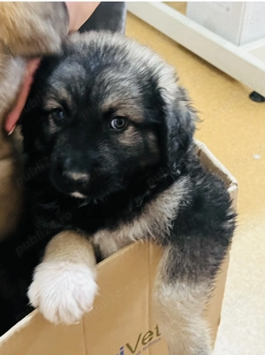 Catei disponibili ciobanesc corb - imagine 4