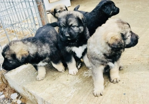 Catei disponibili ciobanesc corb - imagine 2