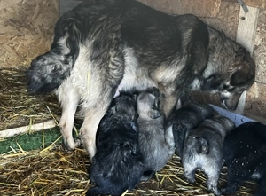 Catei disponibili ciobanesc corb - imagine 5