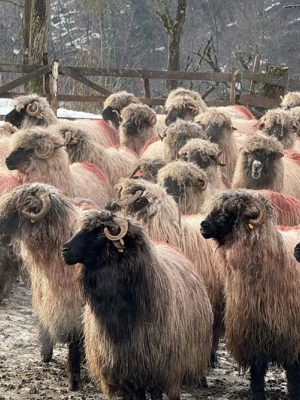 vand urgent - imagine 4