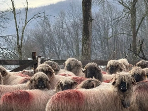 vand urgent - imagine 2