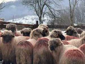 vand urgent - imagine 3