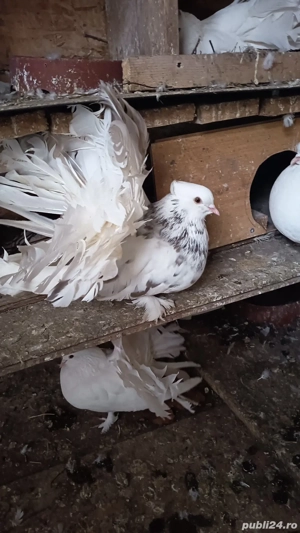 Porumbei  fauri albi și indieni 