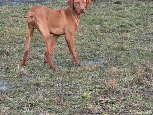 Vijla, vizsla, viszla Maghiara - imagine 2