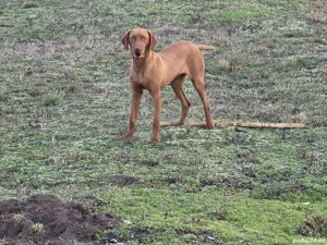 Vijla, vizsla, viszla Maghiara - imagine 3