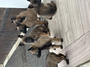 Belgian malinois ,pt detalii la nr   - imagine 3