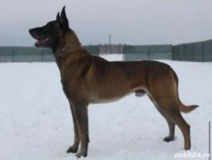 Belgian malinois ,pt detalii la nr  