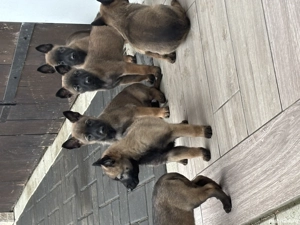 Belgian malinois ,pt detalii la nr   - imagine 2