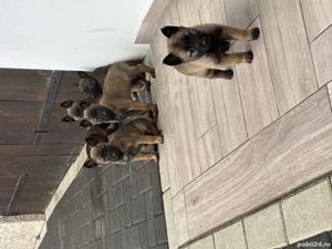 Belgian malinois ,pt detalii la nr   - imagine 4