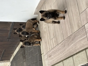 Belgian malinois ,pt detalii la nr   - imagine 5