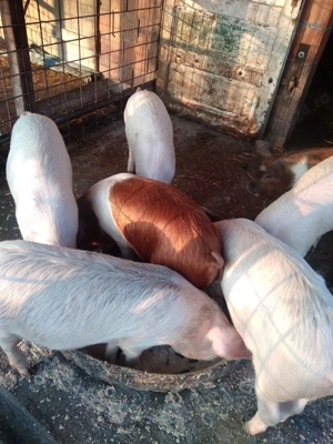 Vand grasuni marele alb cu duroc - imagine 2