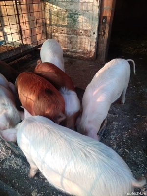 Vand grasuni marele alb cu duroc - imagine 3