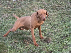 Vijla, vizsla, viszla Maghiara - imagine 4