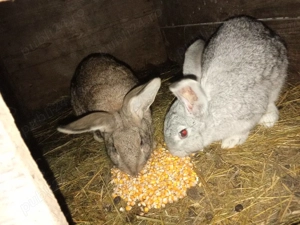 Iepuri de vânzare. - imagine 5