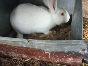 Iepuri de vânzare. - imagine 3