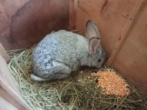 Iepuri de vânzare. - imagine 2