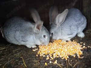 Iepuri de vânzare. - imagine 4