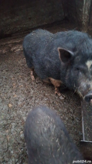 Purcei vietnamezi  - imagine 5