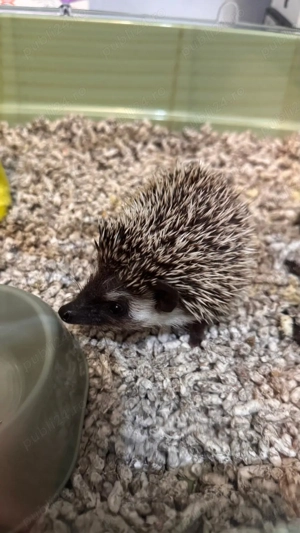 Arici African cauta o noua casuta cu stapani iubitori - imagine 3