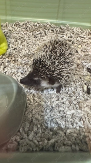 Arici African cauta o noua casuta cu stapani iubitori - imagine 2