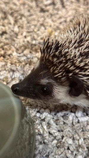 Arici African cauta o noua casuta cu stapani iubitori - imagine 4