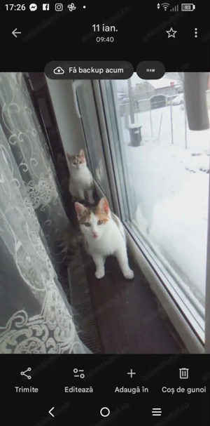 Dau spre adopție 2 pisicuțe jucăușe deparazitate intern și extern in vârstă de 6 luni 