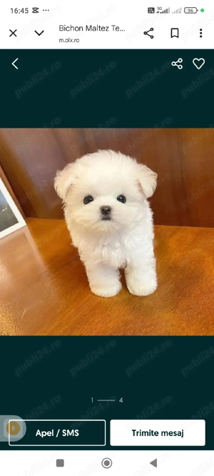 vand bison - imagine 2