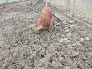 Vier rasa mangalita - imagine 3