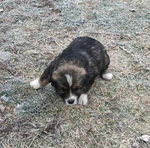 Pui Border Collie femelă - imagine 3