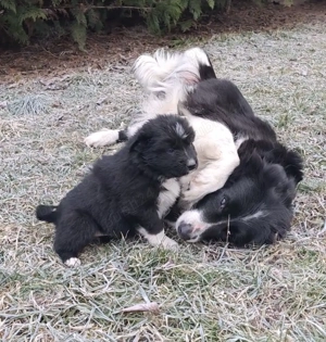 Pui Border Collie femelă - imagine 2