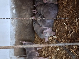 purcei de vânzare  - imagine 4