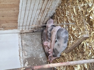 purcei de vânzare  - imagine 2