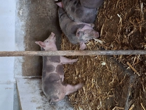 purcei de vânzare  - imagine 5