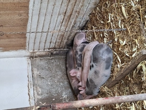 purcei de vânzare  - imagine 3