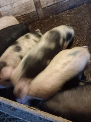 Porcii de vanzare zona Homorod  - imagine 2