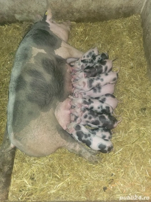 Vand scroafa cu purceii 