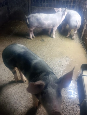 porci de tara  - imagine 4