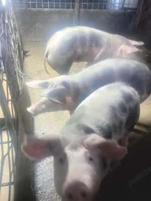 porci de tara  - imagine 2