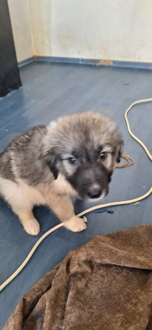 Cățelușă pentru adopție 