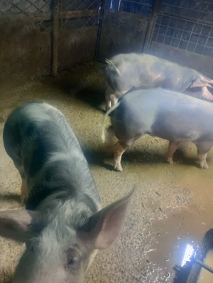 porci de tara  - imagine 3