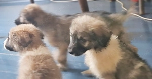 Cățelușă pentru adopție  - imagine 2