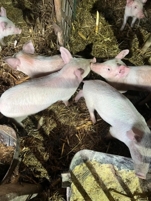 Vand purcei 8 saptamani 2 luni - imagine 2