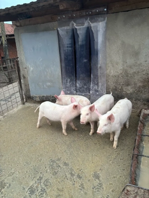 Purcei Marele Alb toți sunt Viericași !!! - imagine 5