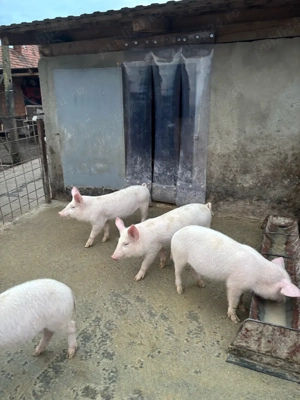 Purcei Marele Alb toți sunt Viericași !!! - imagine 4