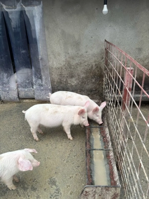 Purcei Marele Alb toți sunt Viericași !!! - imagine 2