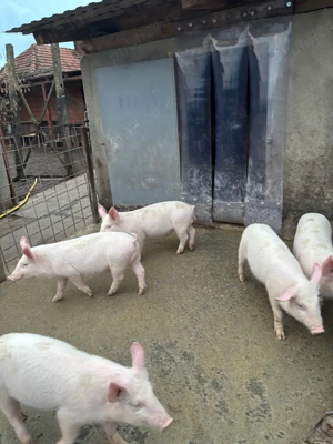 Purcei Marele Alb toți sunt Viericași !!! - imagine 3